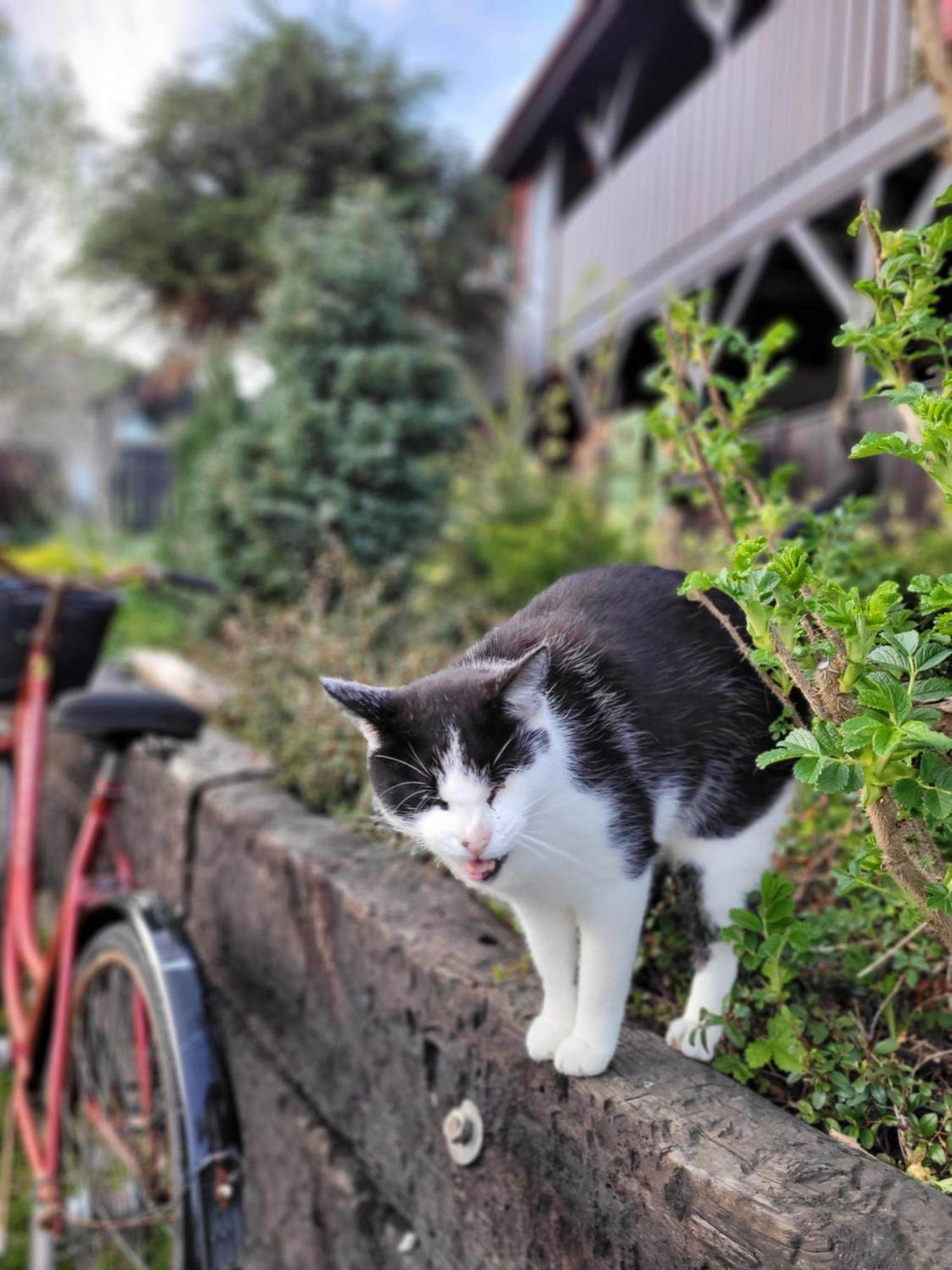 Ujsoły Osada Bura Polanaヴィラ エクステリア 写真